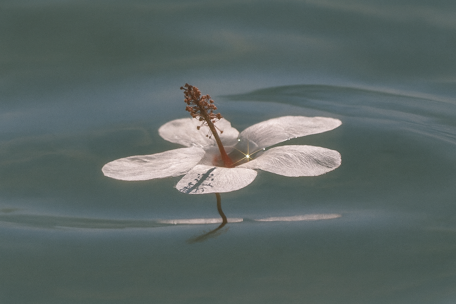 Ojas: The Feminine Nectar of Vitality, Radiance, and Inner Stability